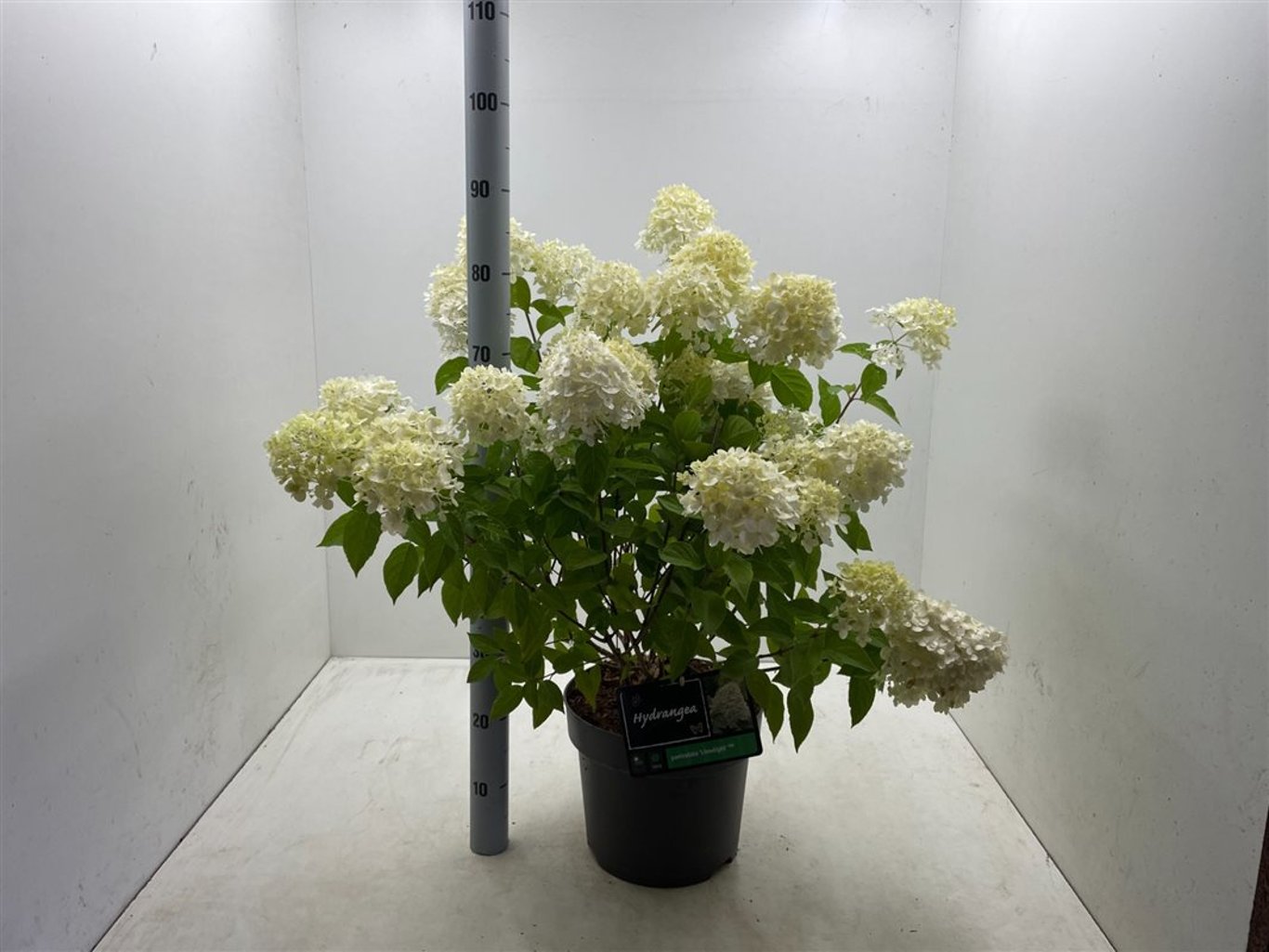 Hydrangea pan. 'Limelight' - C10